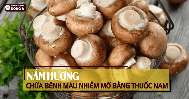 cay-thuoc-nam-chua-benh-mau-nhiem-mo