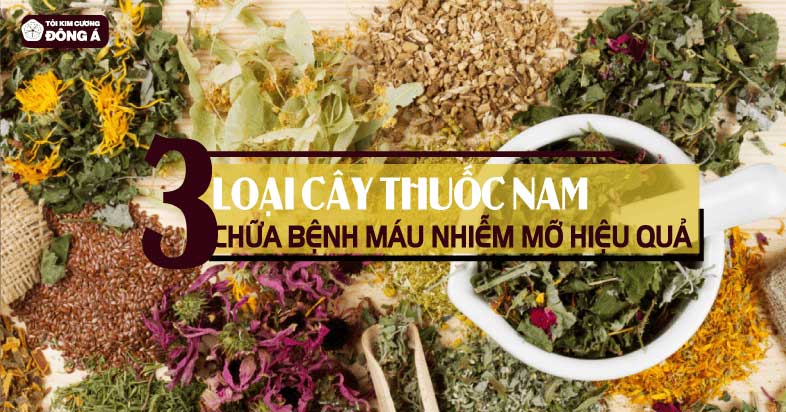 3 Loại cây thuốc nam chữa bệnh máu nhiễm mỡ hiệu quả